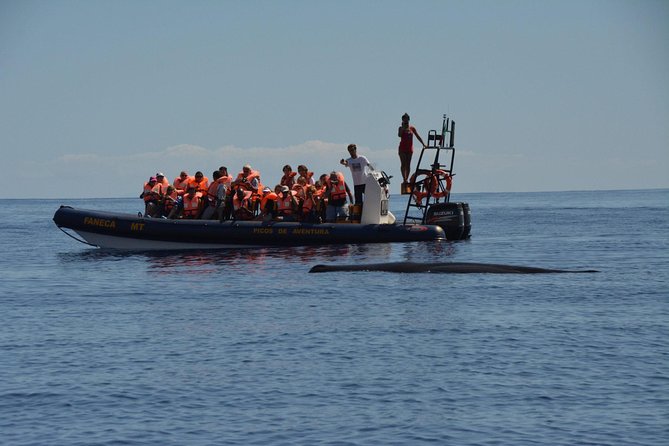Azores Whale Watching Tour – Ponta Delgada - Whale sightings are possible, not promised