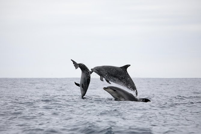 Azores Whale Watching Tour – Ponta Delgada - The guides add more than species names