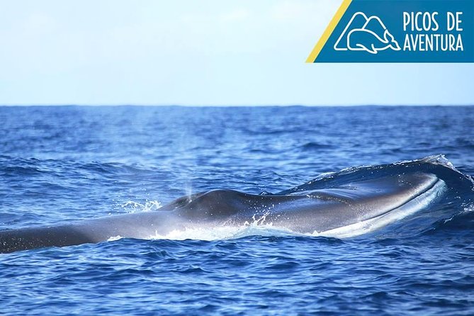 Azores Whale Watching Tour – Ponta Delgada - Is $78.60 good value?