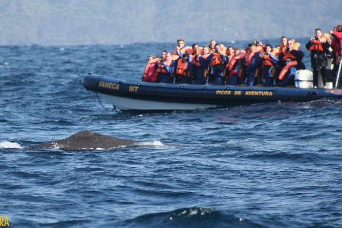 Azores Whale Watching Tour – Ponta Delgada - Weather, cancellations, and practical preparation
