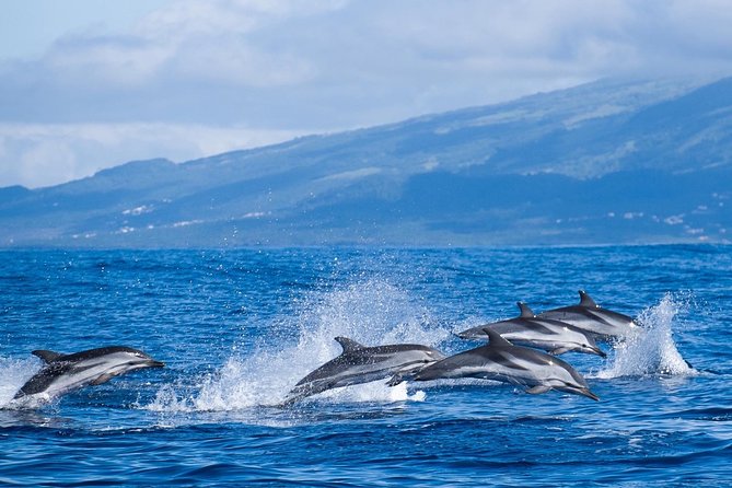 Azores Whale Watching Tour – Ponta Delgada - Dolphins may provide the most reliable show