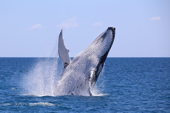 Bahía Málaga: Humpback Whale Watching in Cali - Colombia - Why the Pacific coast is worth the long ride from Cali