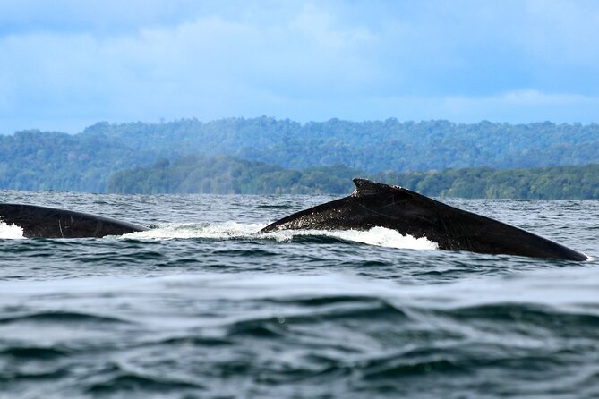 Bahía Málaga: Humpback Whale Watching in Cali - Colombia - Leaving the Hotel Intercontinental Cali at 4:30 am