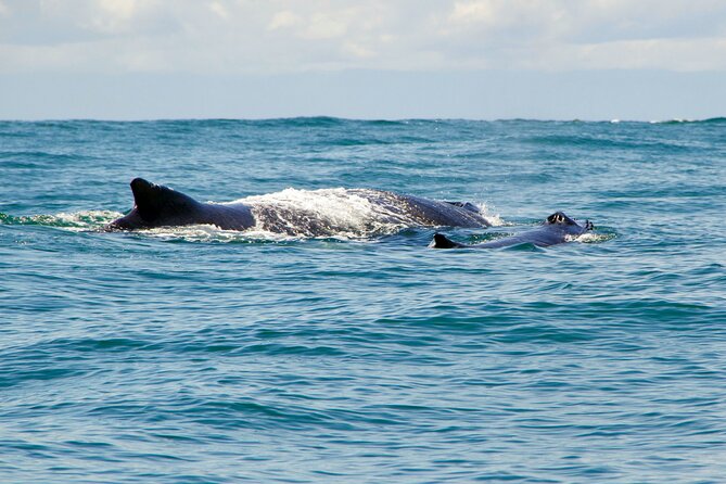 Bahía Málaga: Humpback Whale Watching in Cali - Colombia - The boat ride to Juanchaco changes the pace