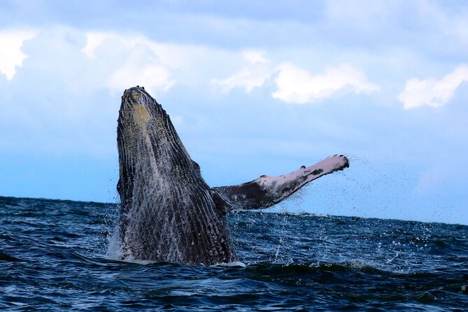 Bahía Málaga: Humpback Whale Watching in Cali - Colombia - Seven hours around Juanchaco and Bahía Málaga