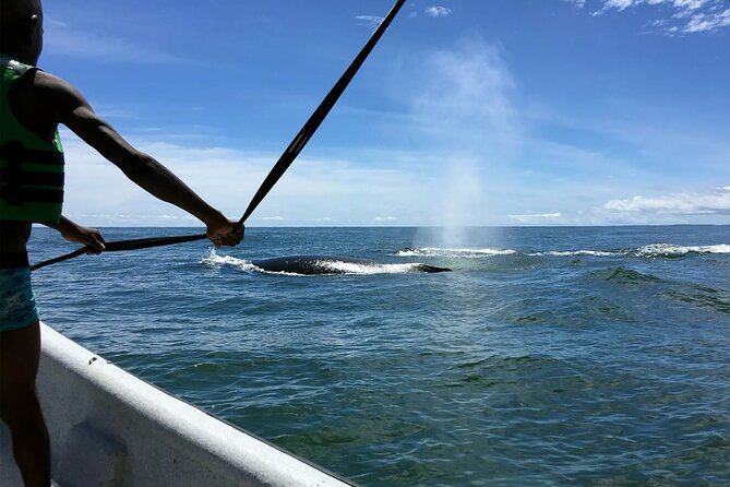Bahía Málaga: Humpback Whale Watching in Cali - Colombia - Is $459 a fair price for this day trip?