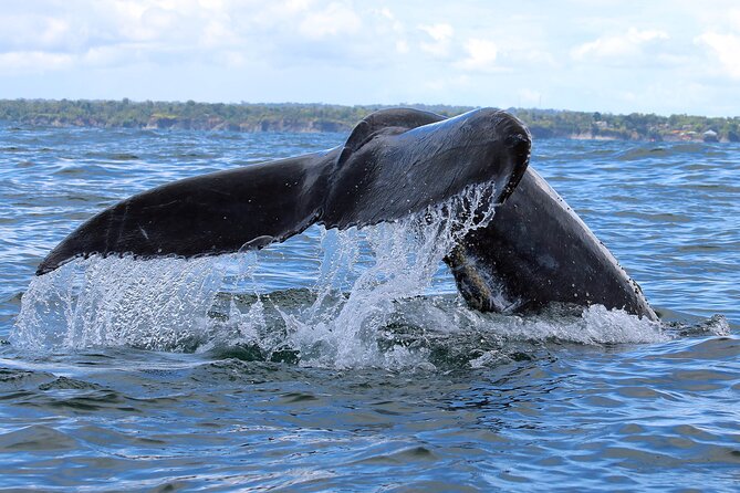 Bahía Málaga: Humpback Whale Watching in Cali - Colombia - Who will enjoy this experience most