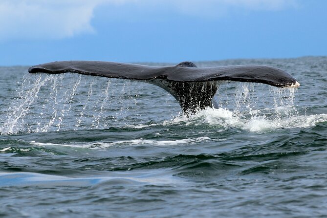Bahía Málaga: Humpback Whale Watching in Cali - Colombia - Buenaventura’s Malecón gives you a practical pause