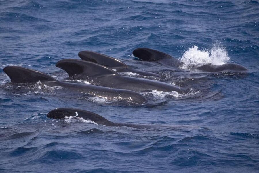 Barbate: Dolphin and Whale Watching in Cape Trafalgar - Leaving Barbate marina for Cape Trafalgar