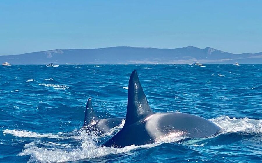 Barbate: Dolphin and Whale Watching in Cape Trafalgar - Who will enjoy this trip most