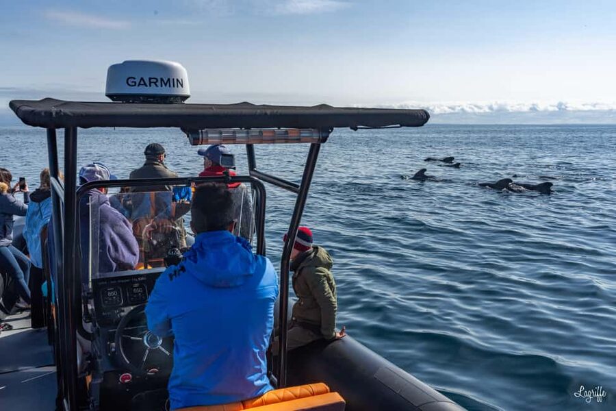 Basque Country : Whale and Dolphin Watching Boat Tours - Key points to know before you book