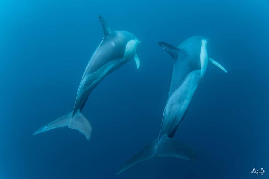 Basque Country : Whale and Dolphin Watching Boat Tours - Booking advice for a better morning