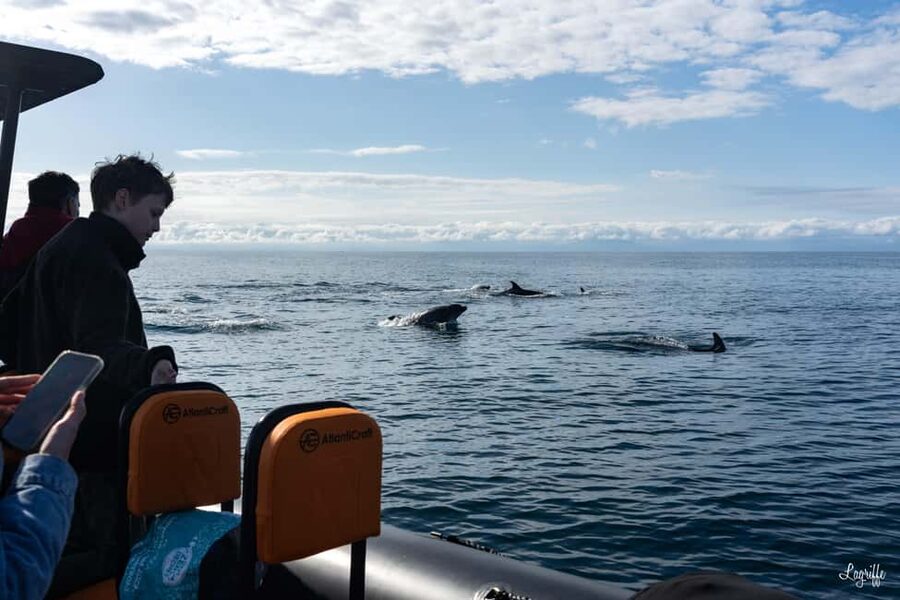 Basque Country : Whale and Dolphin Watching Boat Tours - The 45-minute ride offshore