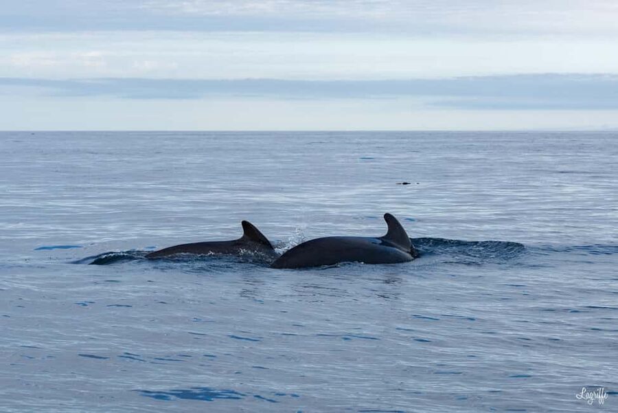 Basque Country : Whale and Dolphin Watching Boat Tours - Three and a half hours in the wildlife zone