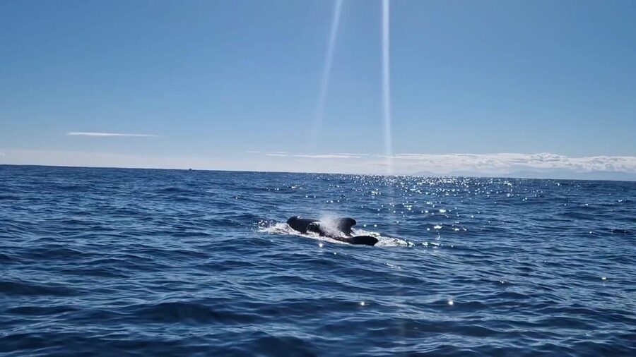 Basque Country : Whale and Dolphin Watching Boat Tours - What the small boat changes