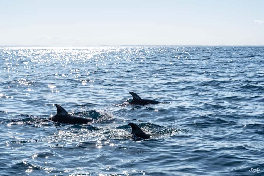 Basque Country : Whale and Dolphin Watching Boat Tours - Returning to Saint-Jean-de-Luz