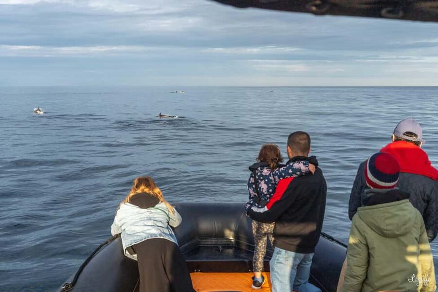 Basque Country : Whale and Dolphin Watching Boat Tours - Is $199 a fair price?