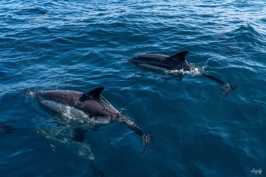 Basque Country : Whale and Dolphin Watching Boat Tours - Who will enjoy this boat trip most?