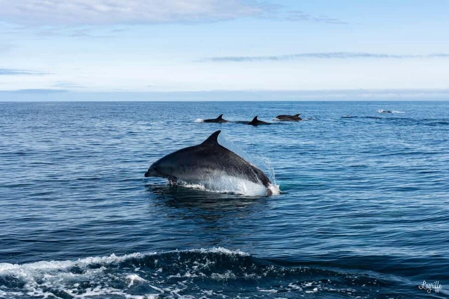Basque Country : Whale and Dolphin Watching Boat Tours - Meeting at Pontoon A in Saint-Jean-de-Luz