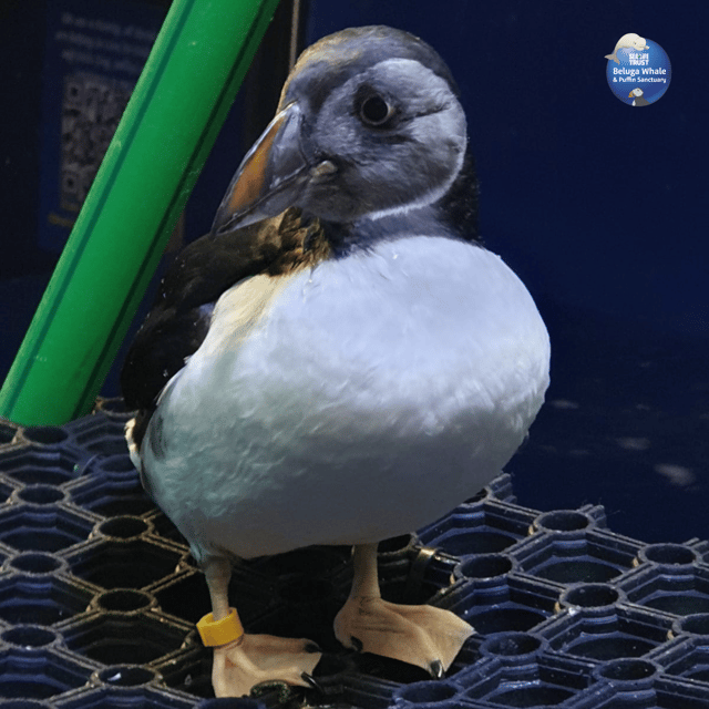 Beluga Whale Sanctuary - Admissions - The Puffin Rescue Centre and its limits
