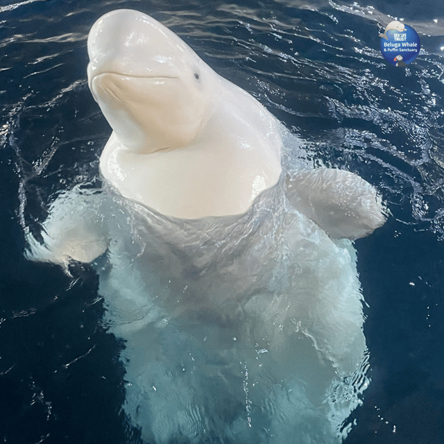 Beluga Whale Sanctuary - Admissions - Why the $30 admission can be worthwhile