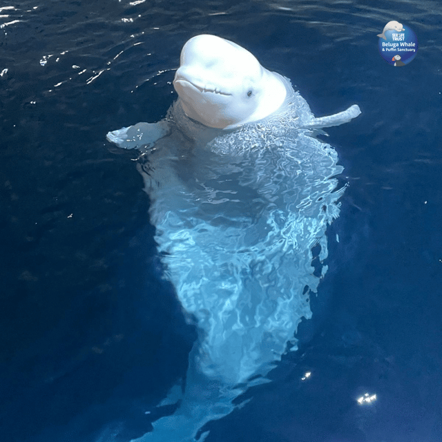 Beluga Whale Sanctuary - Admissions - Getting to Vestmannaeyjar from the mainland