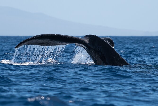 Best Waikiki Whale Watching in Honolulu: Whales Guaranteed - Key points to know before you sail