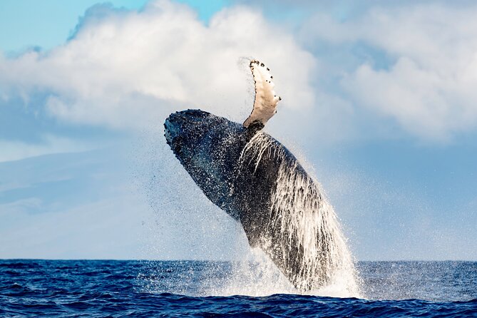 Best Waikiki Whale Watching in Honolulu: Whales Guaranteed - Leaving the harbor with Diamond Head in view