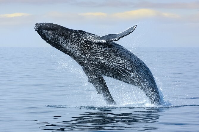 Best Waikiki Whale Watching in Honolulu: Whales Guaranteed - What the whale guarantee really means