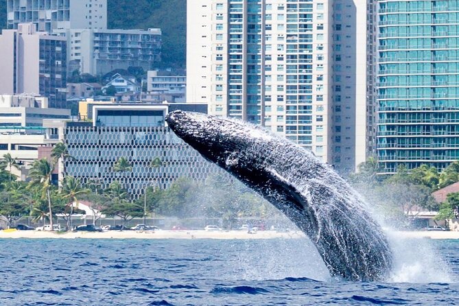 Best Waikiki Whale Watching in Honolulu: Whales Guaranteed - The trimaran, seating, and comfort