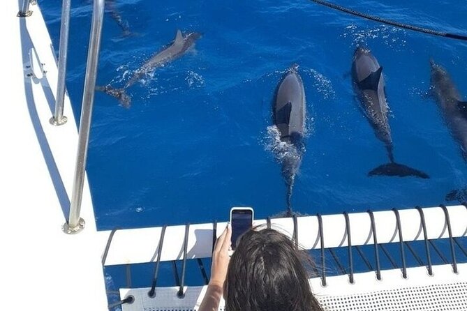 Best Waikiki Whale Watching in Honolulu: Whales Guaranteed - Price, timing, and overall value
