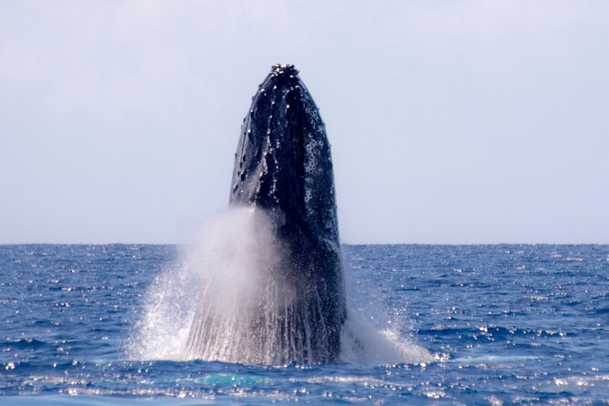 Best Waikiki Whale Watching in Honolulu: Whales Guaranteed - Who will enjoy this cruise most