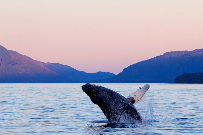 Best Whale Watching and Wildlife Shore Excursion in Sitka - Key points at a glance