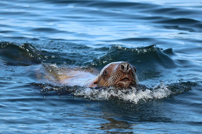 Best Whale Watching and Wildlife Shore Excursion in Sitka - Sea otters, sea lions, and eagles add value