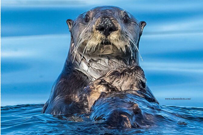 Best Whale Watching and Wildlife Shore Excursion in Sitka - A practical setup for families and cruise passengers