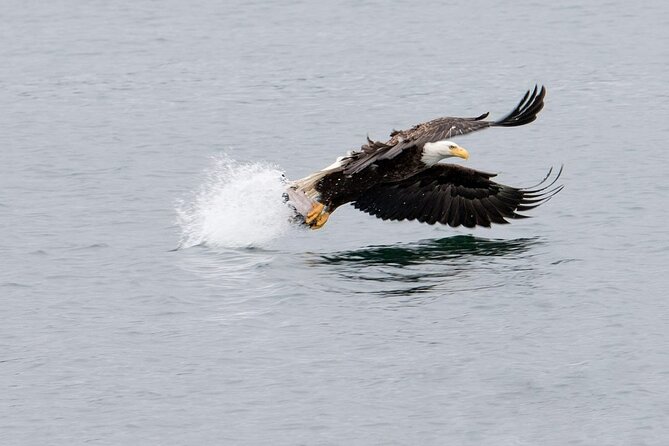Best Whale Watching and Wildlife Shore Excursion in Sitka - The $205 price: good value for the right passenger