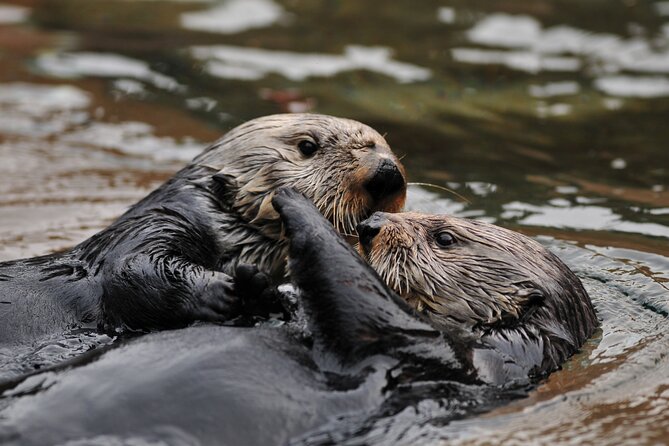 Best Whale Watching and Wildlife Shore Excursion in Sitka - Timing, weather, and mobility details