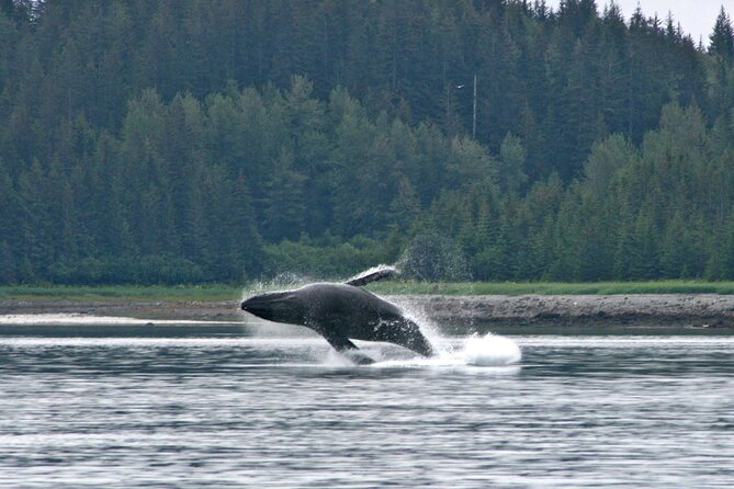 Best Whale Watching and Wildlife Shore Excursion in Sitka - Whale watching without a promise of a breach