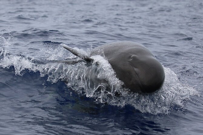 Big Island: Pelagic Whale Watch Tour - The Artemis catamaran and its viewing setup