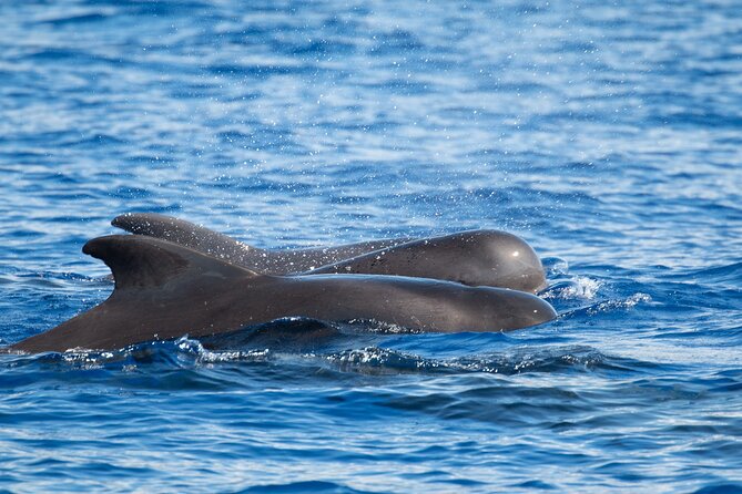 Big Island: Pelagic Whale Watch Tour - The guides turn sightings into an education