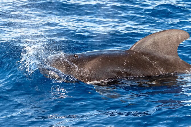 Big Island: Pelagic Whale Watch Tour - Wildlife success, uncertainty, and the no-sighting policy