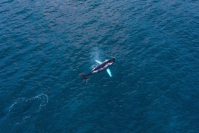 Big Whales & Puffins RIB boat tour from Húsavík - Why the RIB changes the whale-watching experience