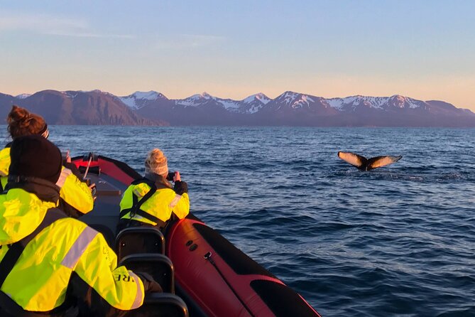 Big Whales & Puffins RIB boat tour from Húsavík - Lundey and the puffin season
