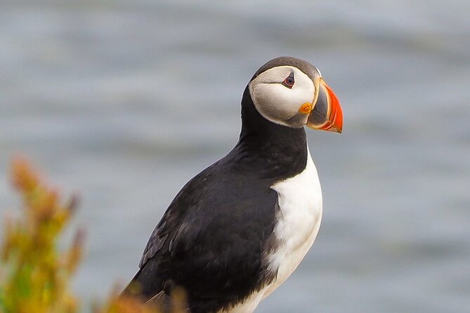 Big Whales & Puffins RIB boat tour from Húsavík - Tjörnes Peninsula and the story beneath the sea