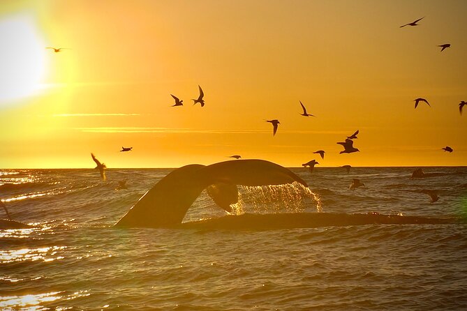 Big Whales & Puffins RIB boat tour from Húsavík - Cold, spray, and the gear you really need
