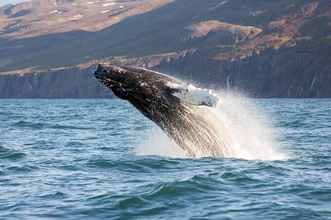 Big Whales & Puffins RIB boat tour from Húsavík - What the $203.16 price gets you
