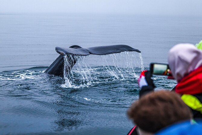 Big Whales & Puffins RIB boat tour from Húsavík - Who should book this Húsavík whale tour