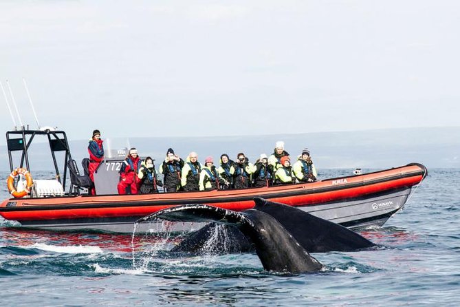 Big Whales & Puffins RIB boat tour from Húsavík - Leaving Húsavík for Skjálfandi Bay