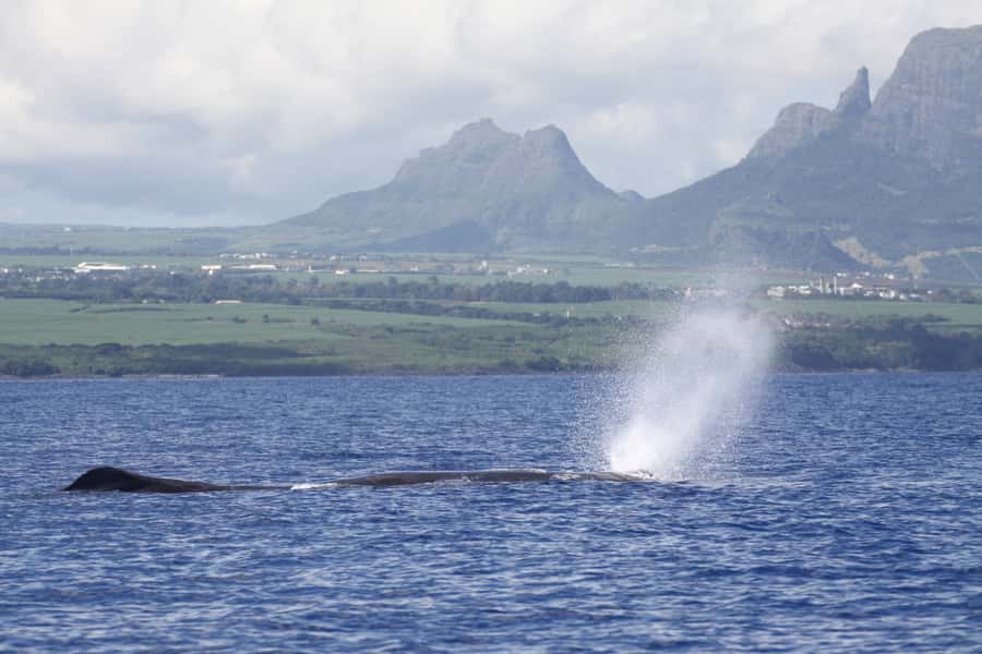 Black River: Dolphin Swim and Whale Watching by Speedboat - Key points to know before you book