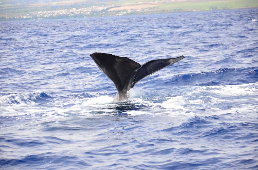 Black River: Dolphin Swim and Whale Watching by Speedboat - Starting from Grande Riviere Noire